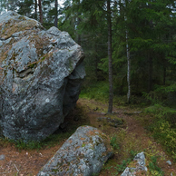 Forest rock